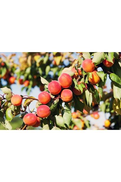 Абрикос Меджик Кот - яскраві помаранчево-червоні плоди